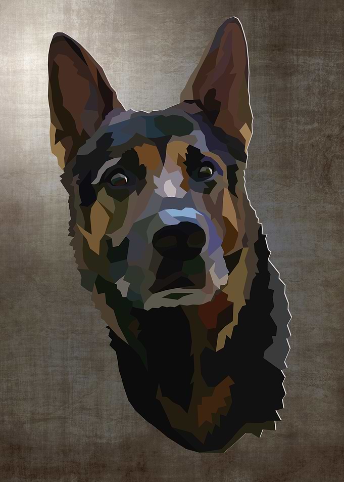 German shepherd