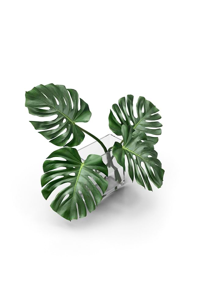 monstera