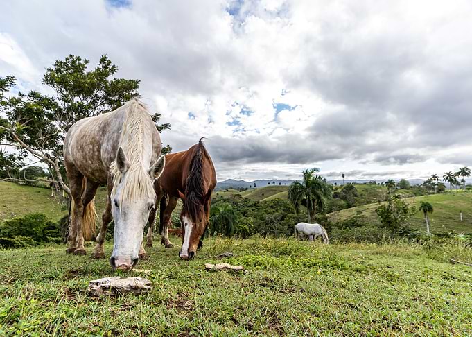 Horses in the countryside