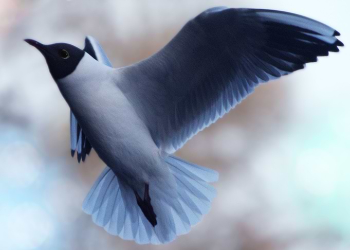 Delight the flight