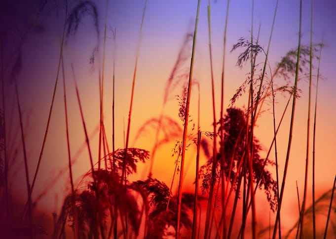 Sun dance for you