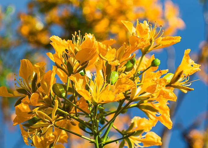 Flame Tree in yellow