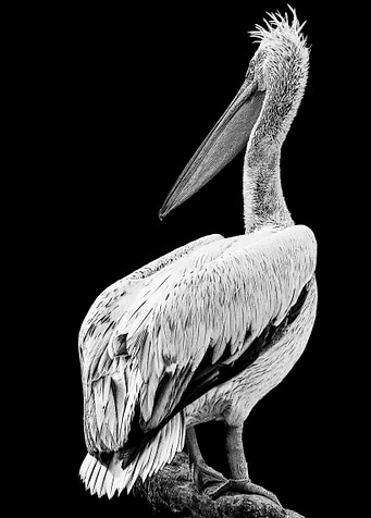Pelican Brief