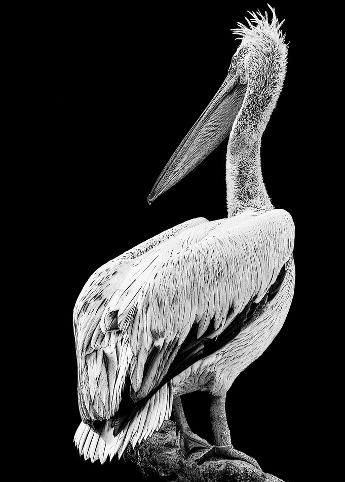 Pelican Brief