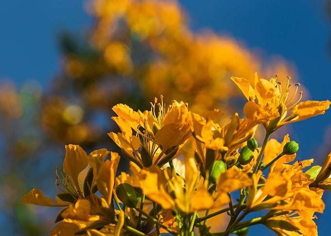 yellow Flamboyant