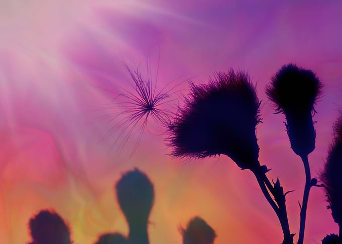 Guided by the wind