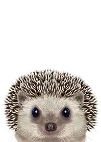 Cute Hedgehog