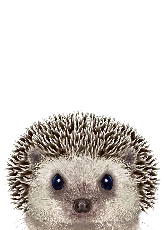 Cute Hedgehog