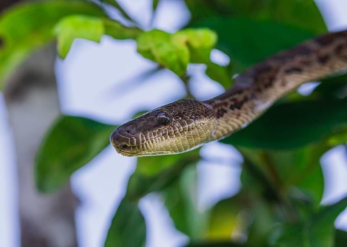Hispaniola Boa