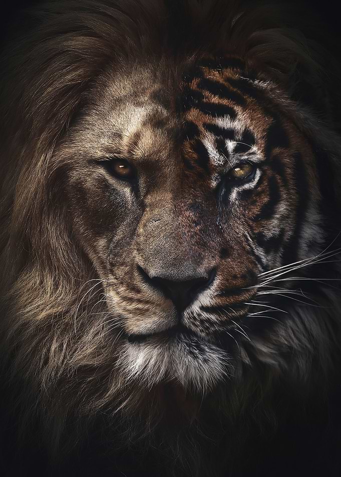 Half lion Half tiger art