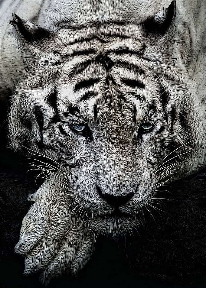Animals Tiger