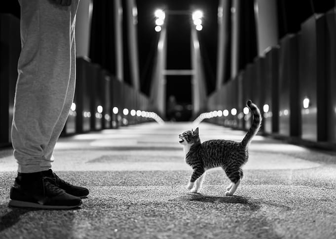 Cat Challenge