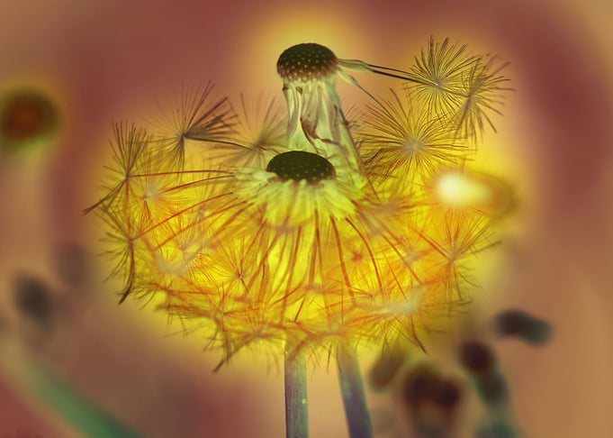 Dandelion neww life