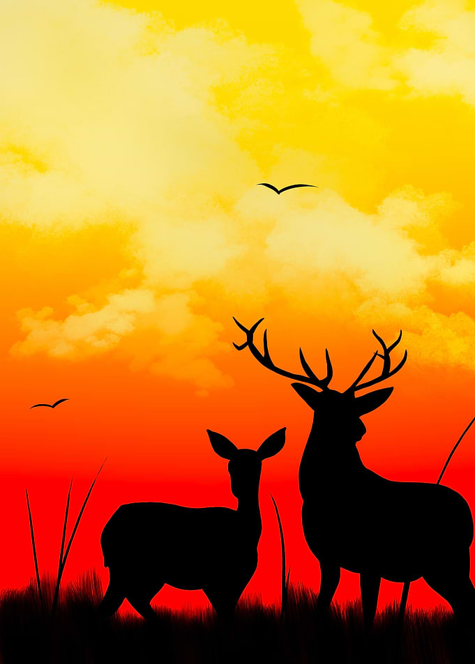 Deer Silhouette