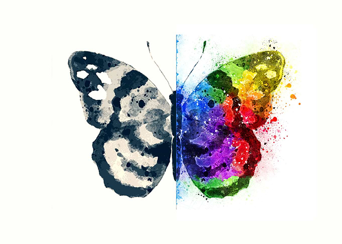 Butterfly