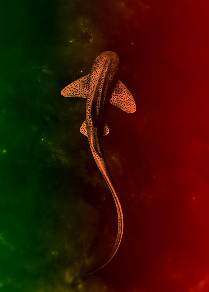 Shark in space