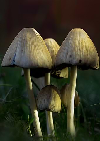 Mushroom Fungus