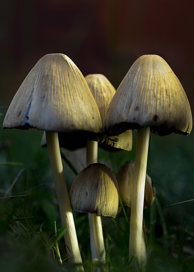 Mushroom Fungus