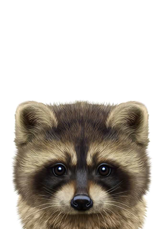 Cute Raccoon