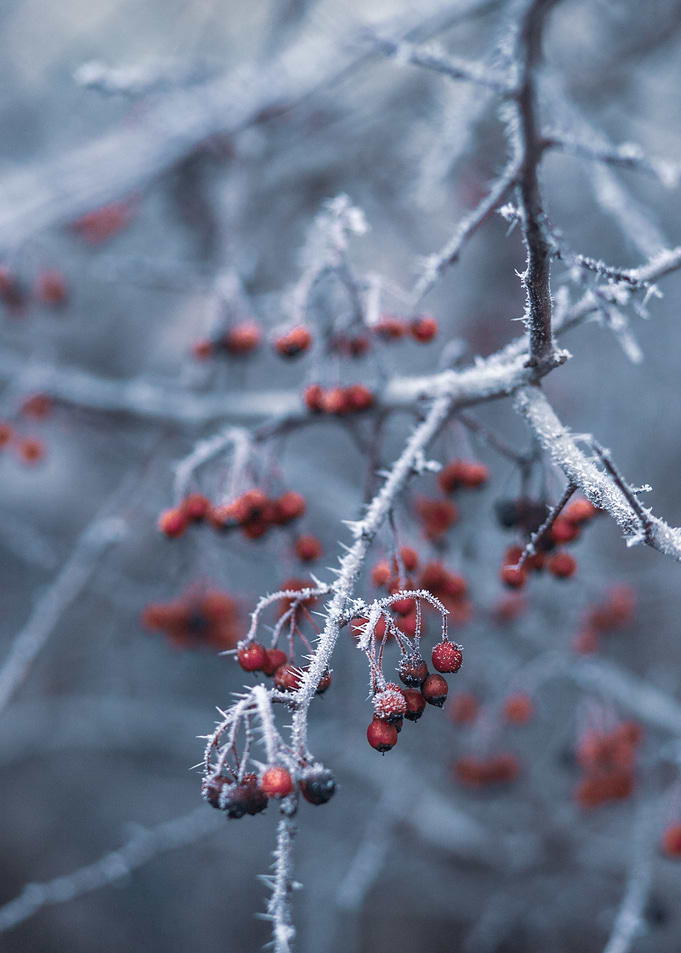 Cherry on branch