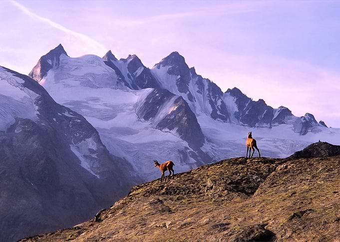 mountain horse snow blue