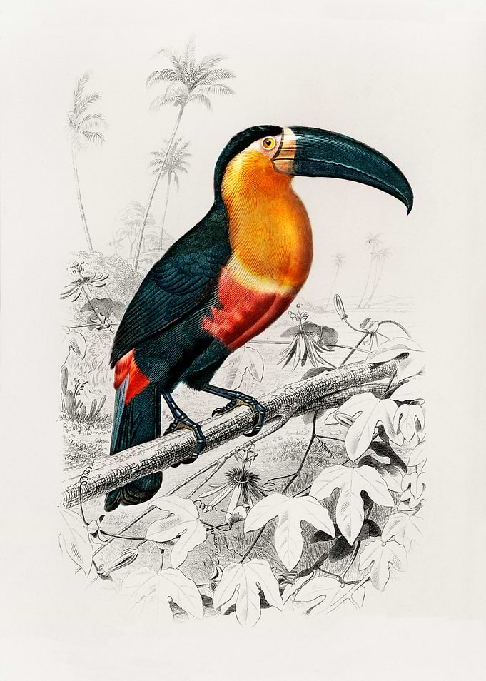 Toucan Vintage Poster
