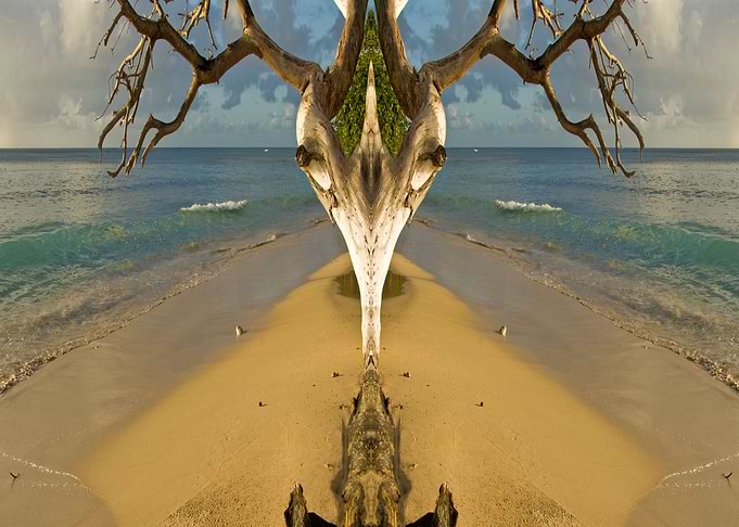 Beach Antelope
