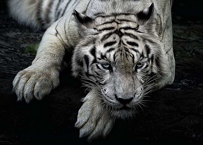 Animals Tiger