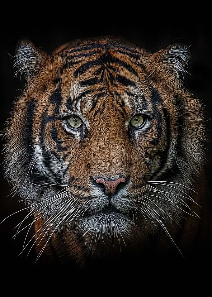 Animals Tiger