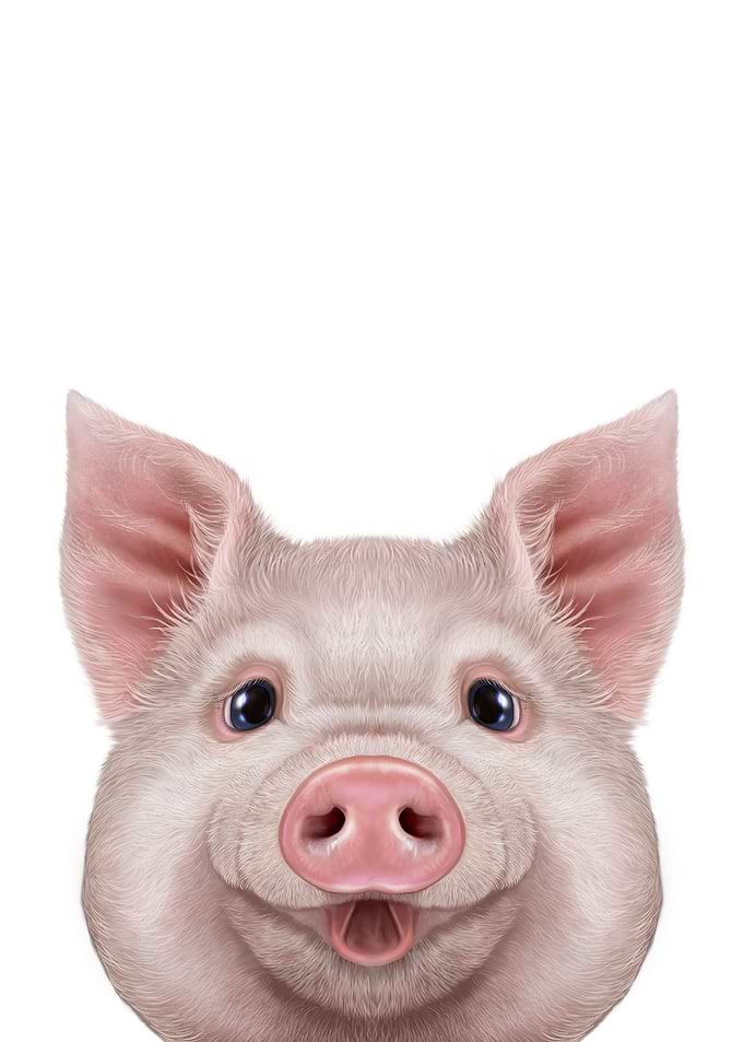 Cute Pig