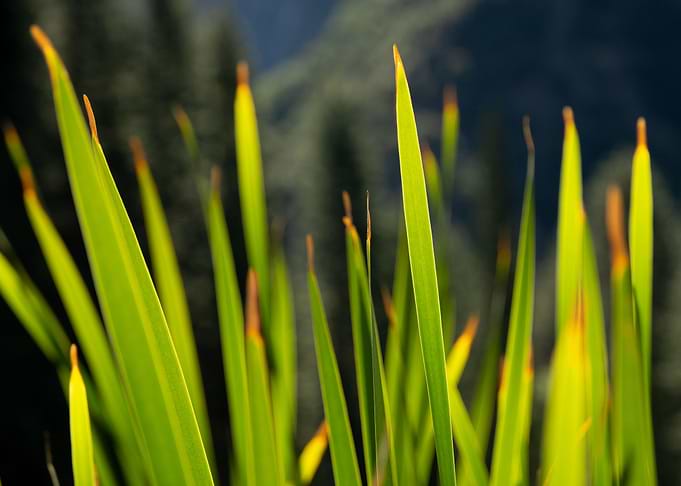 Grass