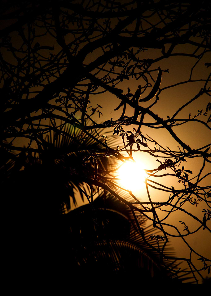 Wild Nature and Sun