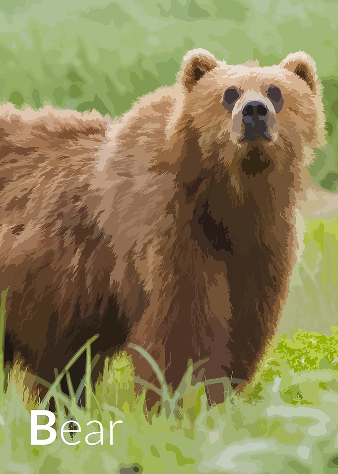 bear