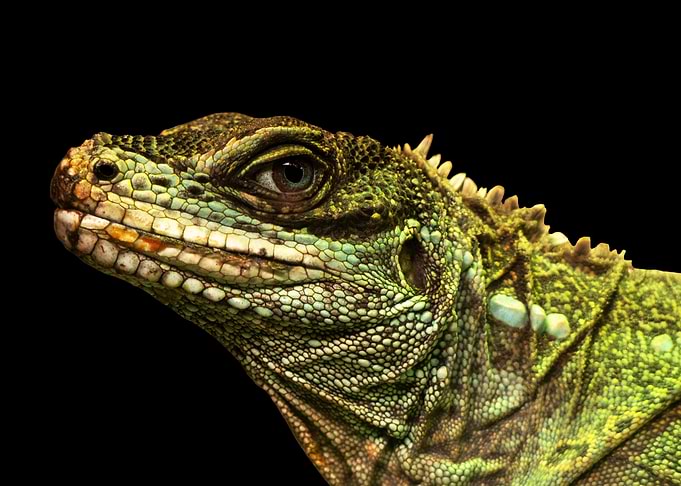 Iguana