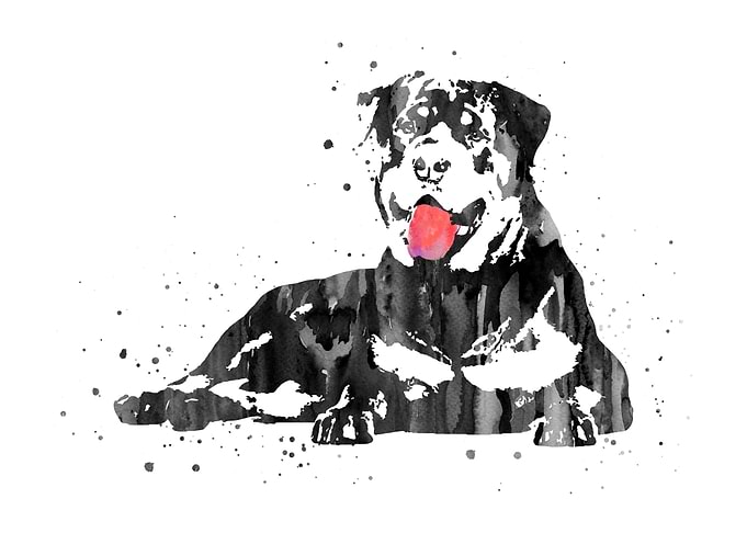 Rottweiler