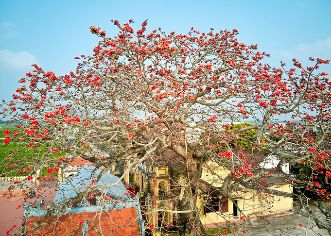 Bombax blossoms