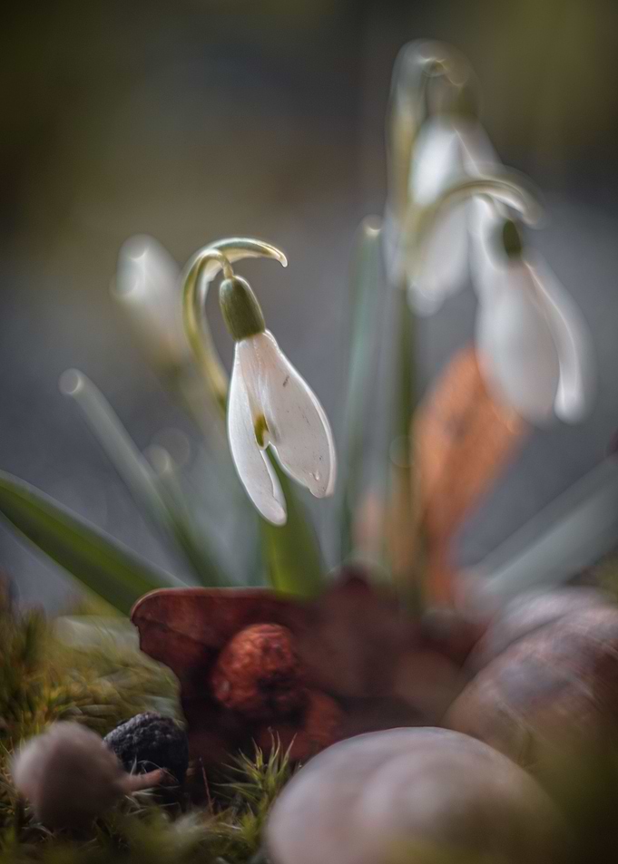 spring7