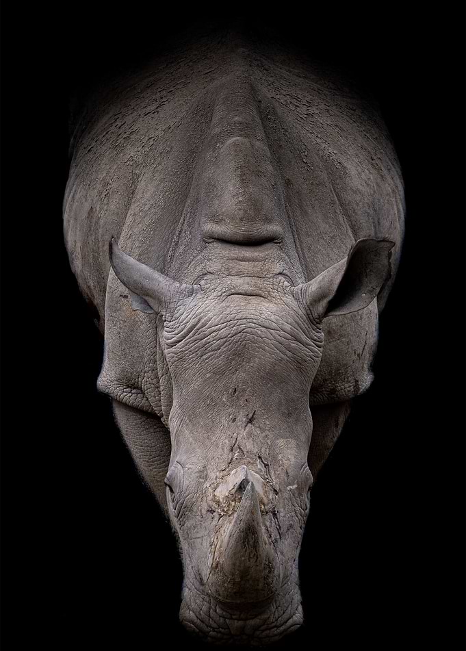 rhino