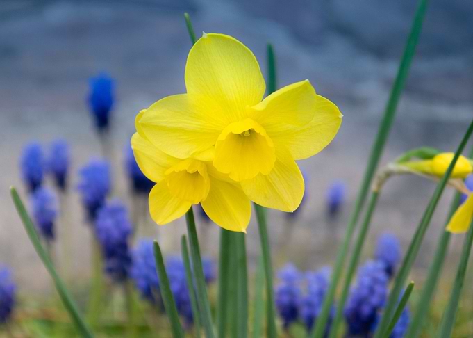 spring flower