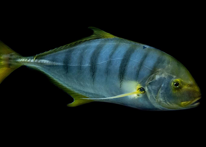 Mackerel