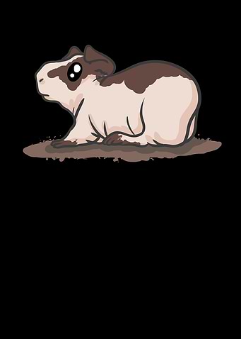 Baldwin Guinea Pig