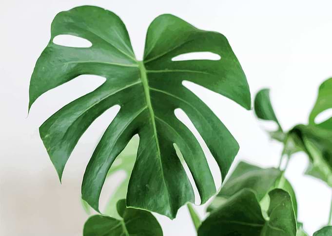 monstera pattern