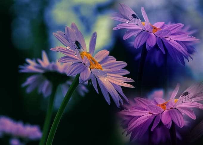 Daisy populationa