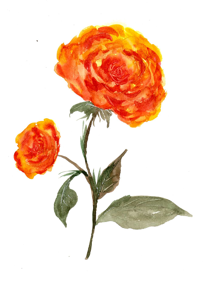 Orange Roses Watercolor