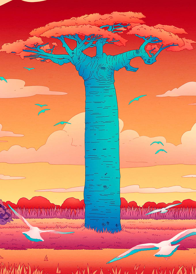 Madagascar Baobab Tree