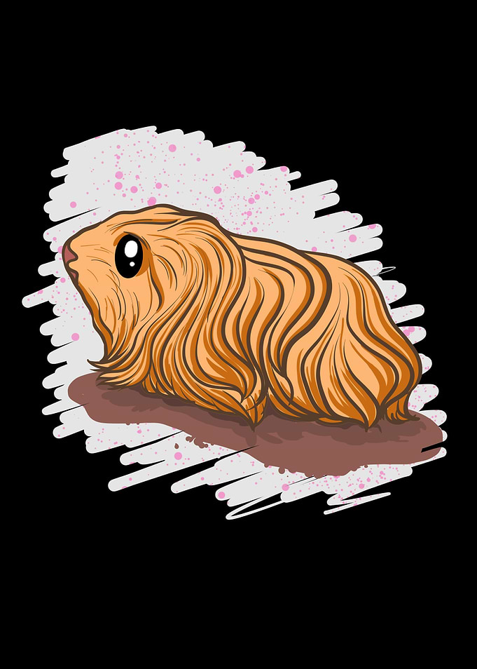 Silkie Guinea Pig