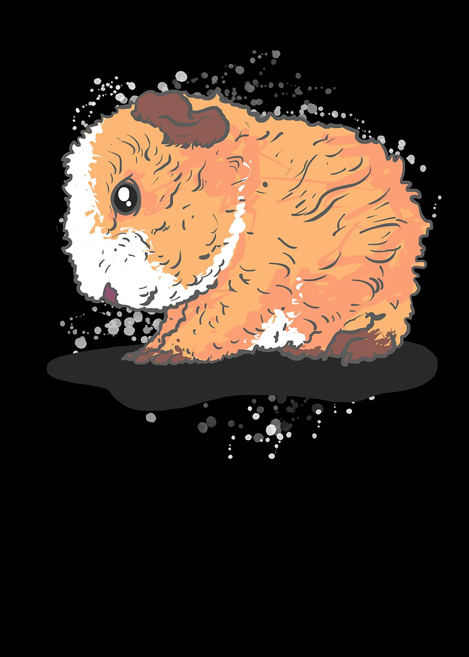 Alpaca Guinea Pig