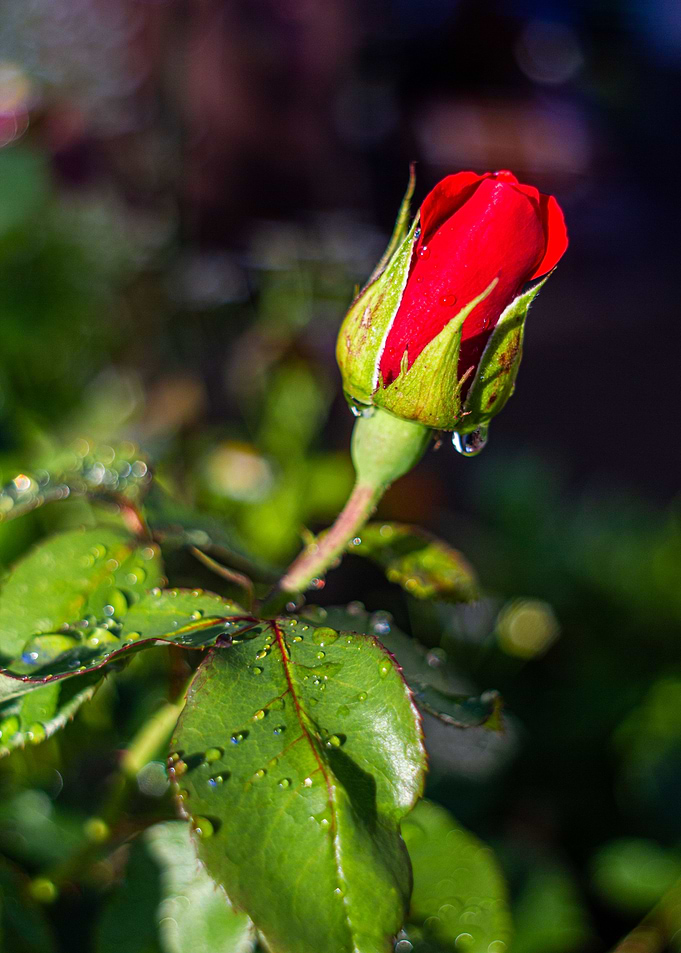 Rose after rain