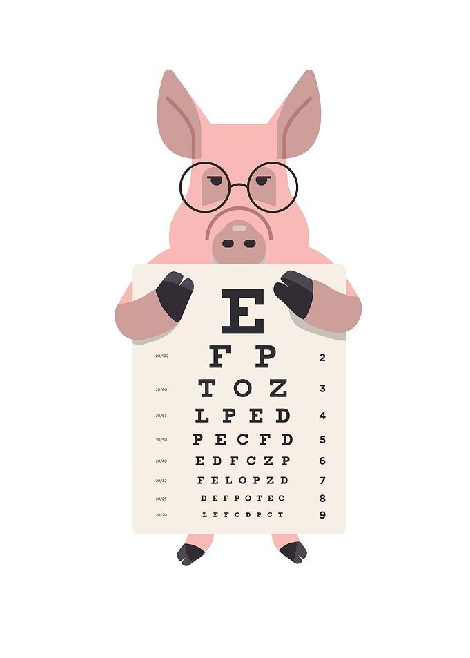Funny and Cute Pig