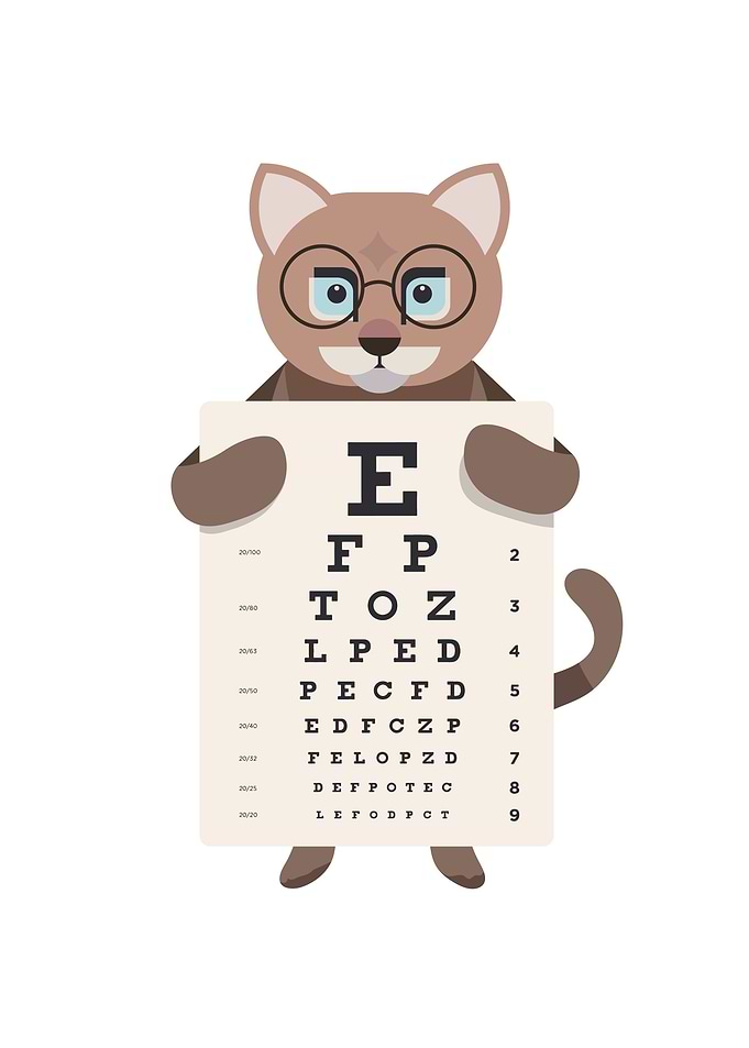 Funny and Cute Cat